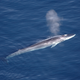 Una ballena Rorcual saliendo a la superficie para respirar.